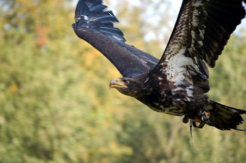 Adler im Wildpark L&uuml;neburger Heide